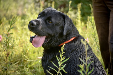 Beautiful dog seat. Portreit.