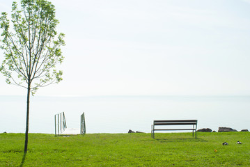 lakeside, tree on turf