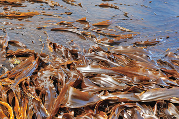 海　昆布　海藻