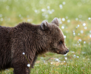 Brown bear smelling flower on a Finnish swamp in Eastern Finland on summer evening