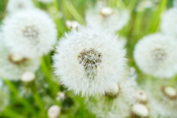 Pusteblume/Löwenzahn