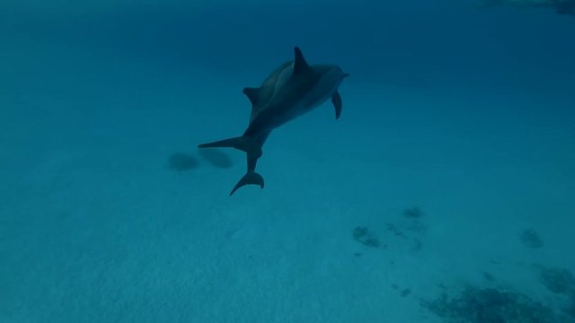 A pair of dolphins swim in the blue water (Spinner Dolphin, Stenella longirostris) Close-up, Underwater shot, 4K / 60fps
