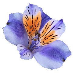 Flower   violet-orange  alstroemeria  on a white isolated background with clipping path.   Closeup.  no shadows.  For design.  Nature.