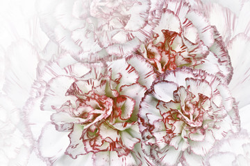 Floral  white-red  background. Flowers of  white-red carnations. Close-up. Festive postcard. Nature.