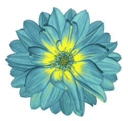 Obraz premium Dahlia bright turquoise flower on white isolated background with clipping path. For design. Closeup. Nature. .