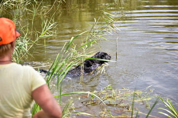 Hunting dogs swim to retrieve a duck from the the river.