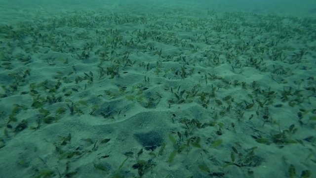 Seabed covered with sea grass, Red sea, Marsa Alam, Egypt (Underwater shot, 4K / 60fps)
