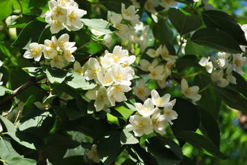 White jasmine flowers blooming on bush, dark green blurry background