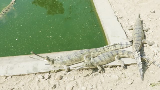 Gavials have a rest in the water.