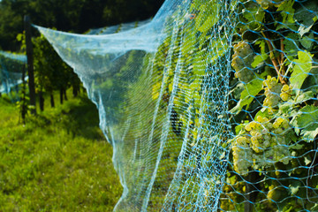 vineyard anti bird protection netting