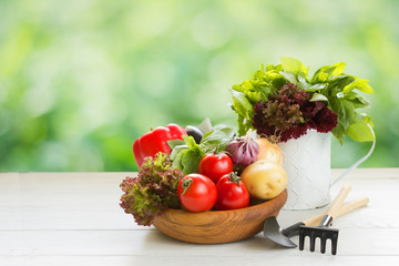 Fresh vegetables in wooden plate , watering can with salad leaves and garden tools on white wooden table.Gardening and agriculture concept