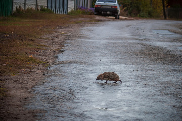 hedgehog crosses the autumn road