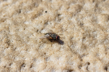 Fly close-up sits on a yellow stone