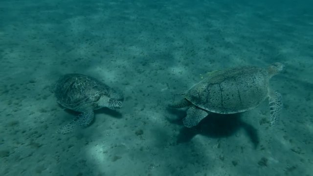 Territorial dispute of two Green sea turtles. One turtle chases the other from its place. (Chelonia mydas) Underwater shot, 4K / 60fps
