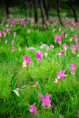 Close up Siam tulip flower thailand (Krachai flower)