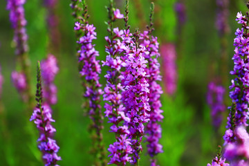 The beauty of the lavender