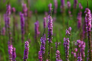 The beauty of the lavender