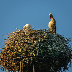 Biebrza Natural Park - Storks