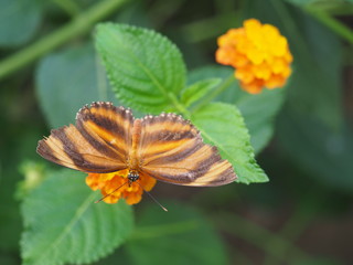 Butterfly on a plant