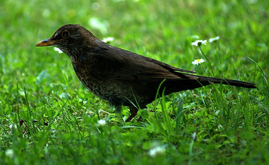 Brauner Vogel auf einer Wiese