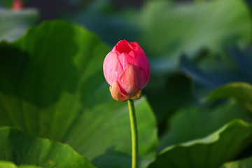 Blooming lotus flower, very beautiful