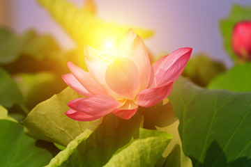 Blooming lotus flower, very beautiful