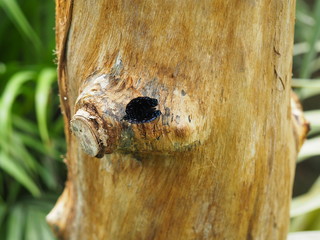 Butterfly on a plant