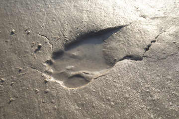 Photo of human footprint, sea and sand in the morning or summer day with copy space background.