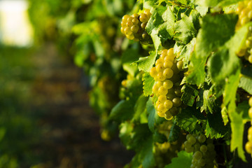 wine grapes on cordon at wineyard before harvest
