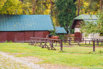 Horse in the stall in the forest © smartape