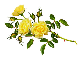 Fototapeta premium Gałązka kwiatu róży ogrodowej, pąków i liści