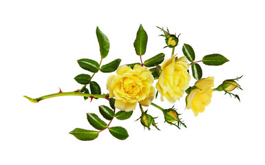 Yellow garden rose flower, buds and leaves