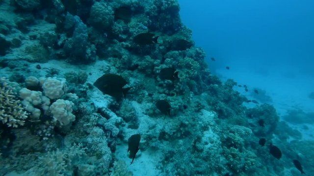 school of Yellowfin Surgeonfish Acanthurus xanthopterus swim near coral reef (Underwater shot, 4K / 60fps)

