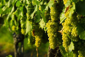 wine grapes on cordon at wineyard before harvest