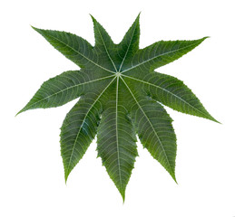 Castor leaf fresh isolated on white background