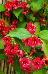 Shortcut - a genus of flowering plants of the family Balsaminov.