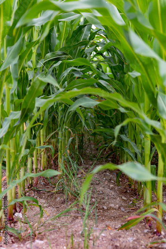 Corn Field Tunnel Stock Photo And Royalty Free Images On