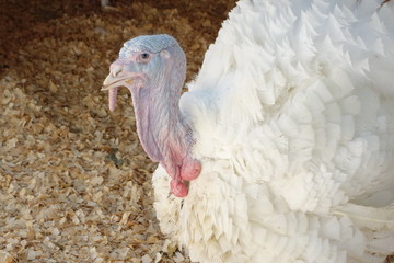 Tom-turkey in the paddock