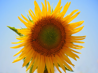 Sunflowers texture and background for designers. Macro view of sunflower in bloom. Organic and natural flower background.