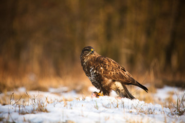 Common buzzard