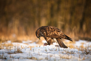 Common buzzard