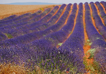 Lavender field in sunlight,Spain. Beautiful image of lavender field.Lavender flower field, image for natural background.Very nice view of the lavender fields.
