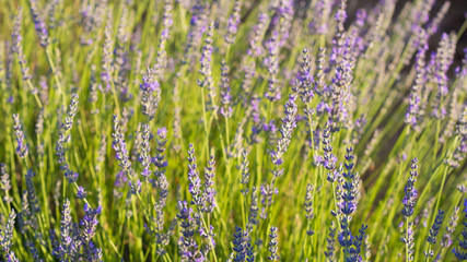 Lavender field in sunlight,Spain. Beautiful image of lavender field.Lavender flower field, image for natural background.Very nice view of the lavender fields.
