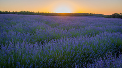 Fototapeta na wymiar Lavender field in sunlight,Spain. Beautiful image of lavender field.Lavender flower field, image for natural background.Very nice view of the lavender fields. 