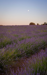 Naklejka na ściany i meble Lavender field in sunlight,Spain. Beautiful image of lavender field.Lavender flower field, image for natural background.Very nice view of the lavender fields. 