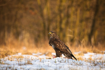 Common buzzard