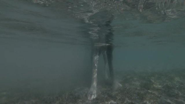The dog walks in shallow water, Red sea, Marsa Alam, Marsa Mubarak, Egypt (Underwater shot, 4K / 60fps)
