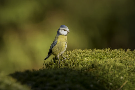 Blue tit