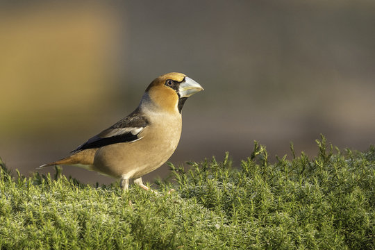 Hawfinch