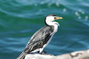 Little Pied Cormorant, Microcarbo melanoleucos, photo was taken in Western Australia